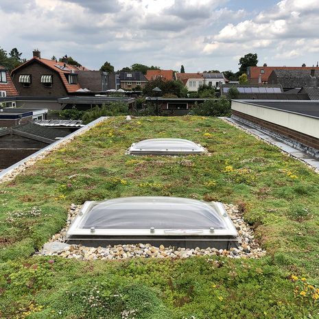 Groendakpakket Sedummat Lichtgewicht